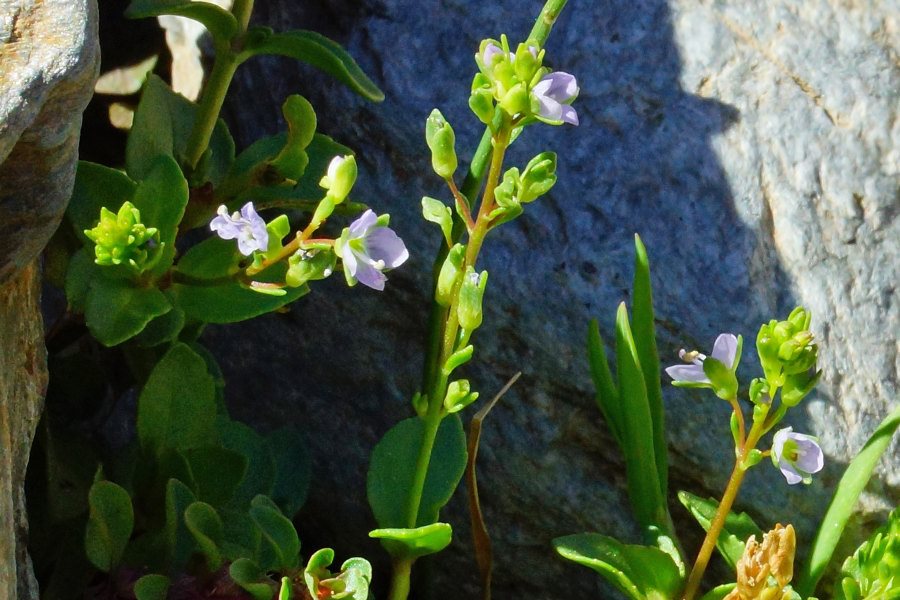 Veronica beccabunga